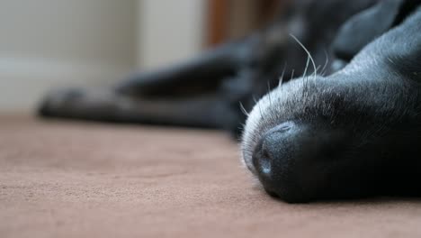 A-narrow-focus-and-close-up-view-of-a-nose-of-a-sleeping-old-black-dog-as-it-lies-on-a-home-floor