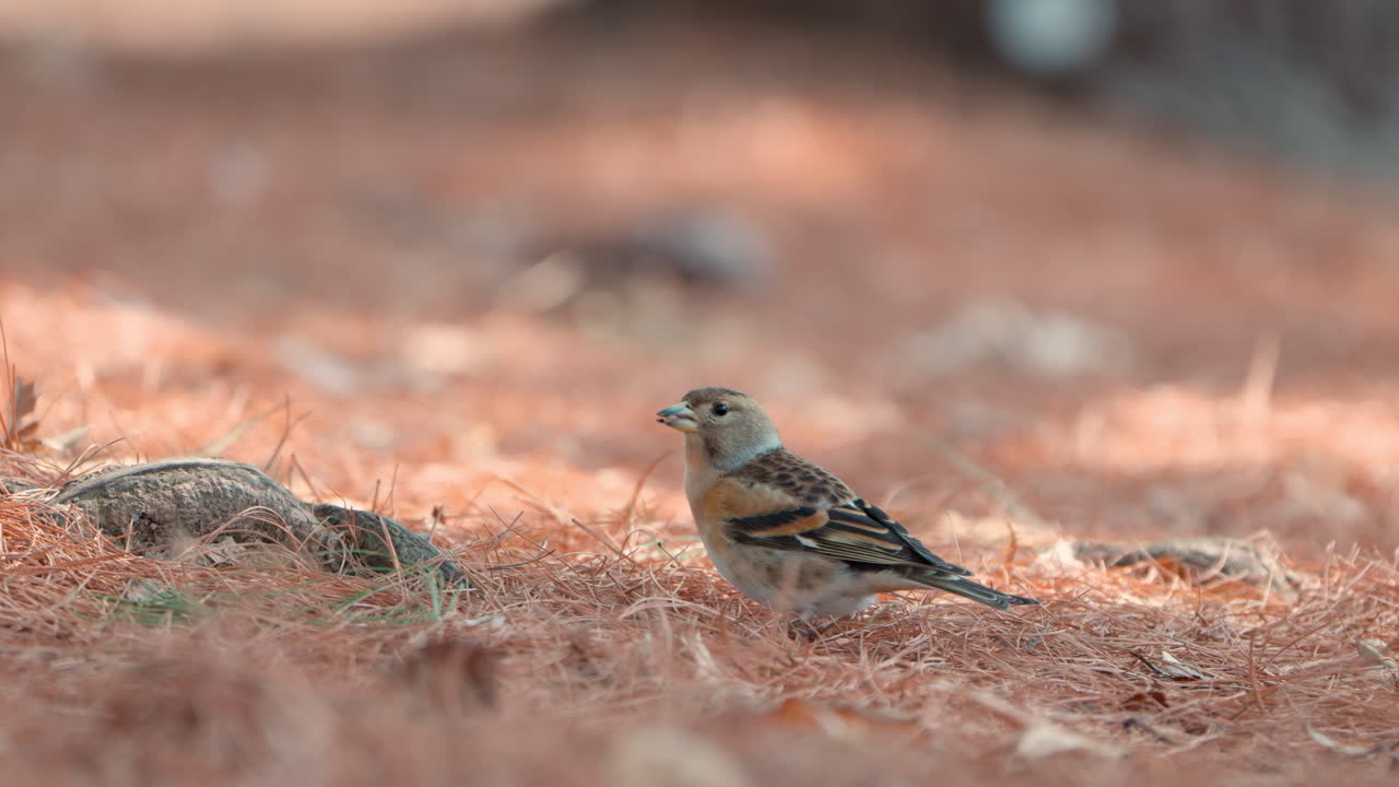 pájaro brambling alimentándose en el suelo en primavera