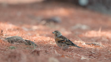 Brambling-bird--feeding-on-the-ground-in-spring