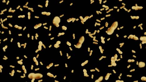 volando muchos cacahuetes en fondo negro. cacahuetes crudos. cacahuete en conchas. alimentos orgánicos saludables. animación de bucle 3d de la rotación de semillas.