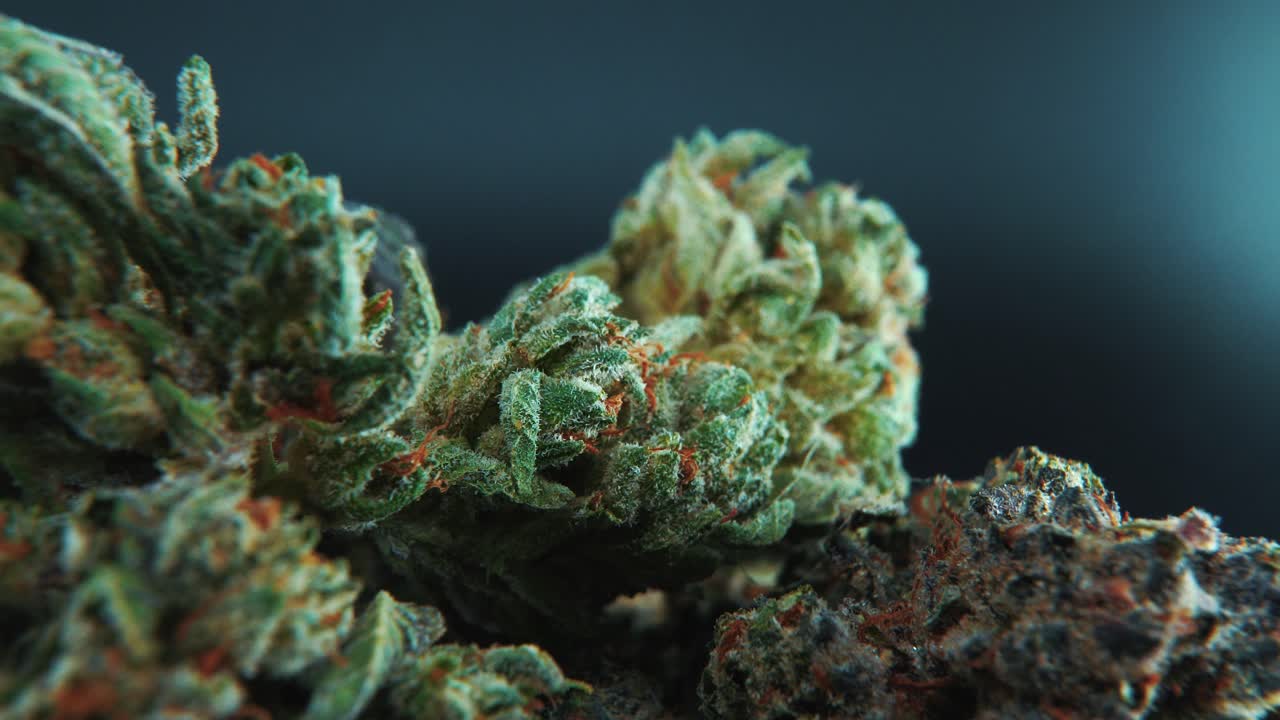 A macro close-up cinematic shot of a cannabis plant, hybrid strains, Indica and sativa ,marijuana flower, on a 360 rotating stand, slow motion, 4K
