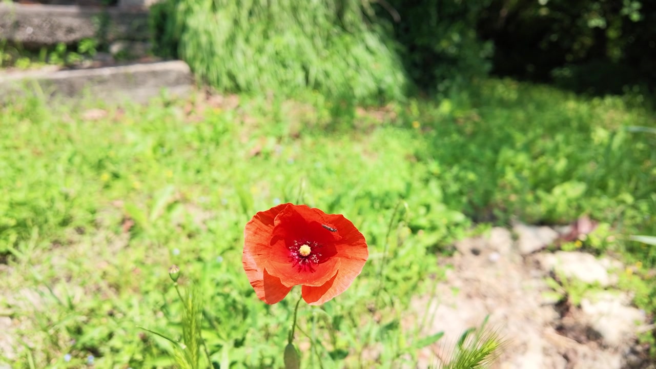 Un singolo fiore di papavero rosso ondeggia dolcemente in un giardino soleggiato con un piccolo scarabeo.