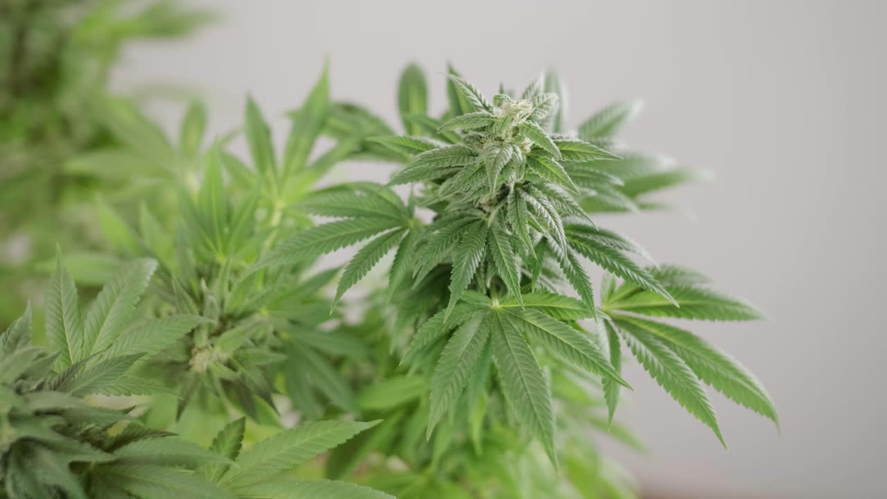 la floración del cannabis, el cultivo orgánico de cannabis para uso médico en el campo de la marihuana.