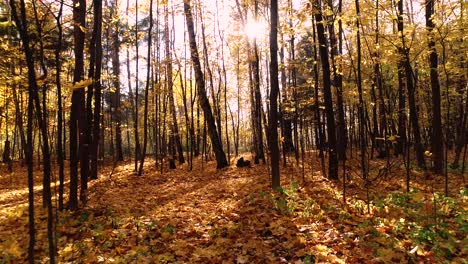 colorful autumn forest wood