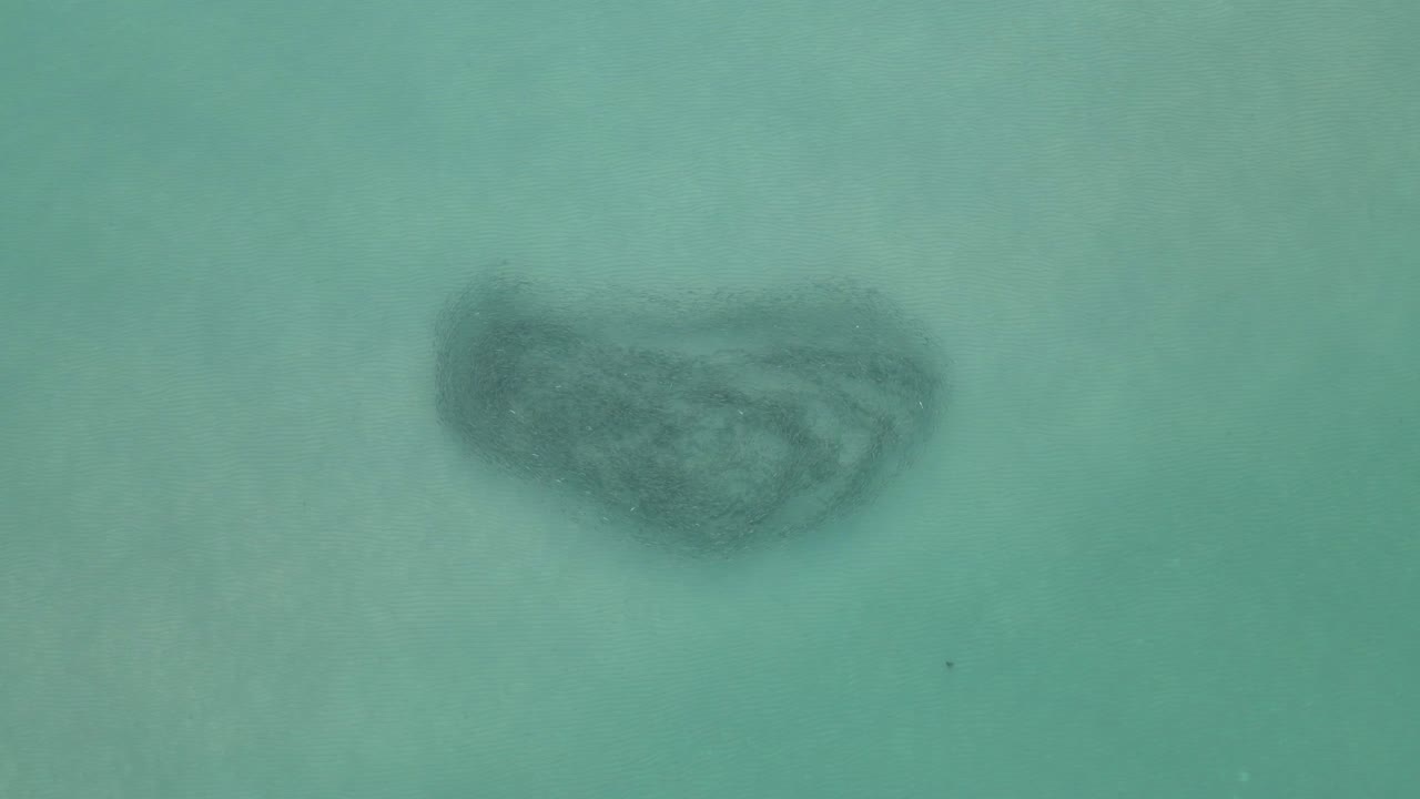 ⁇  공에서 헤엄치는  ⁇ 레트 스쿨의 수직 하강 공중