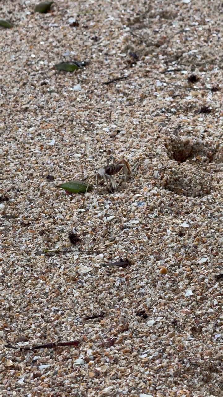 Crabs on the beach