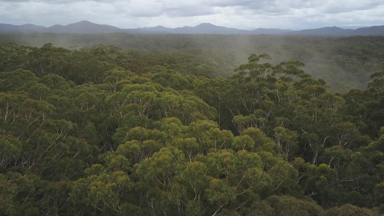 frondoso bosque con montañas de fondo, valle de nambucca en nueva gales del sur, australia