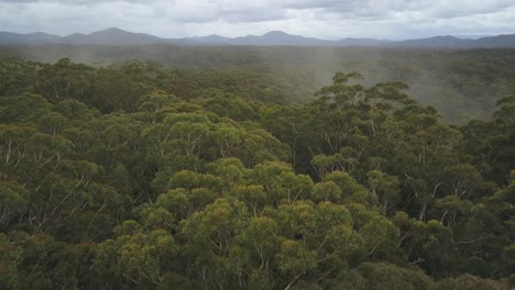 Lush-forest-with-mountains-in-background,-Nambucca-Valley-in-New-South-Wales,-Australia