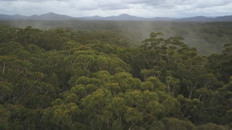 lush forest with mountains in background, nambucca valley in new south wales, australia