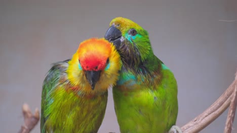 two beautiful green parrots in a bird sanctuary in 4k 2025 08 05 01 21 10 utc.mov | amazon, america, animal, animals