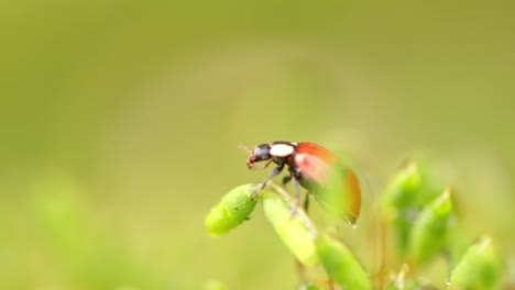 close-up wildlife of a ladybug in the green grass in the forest