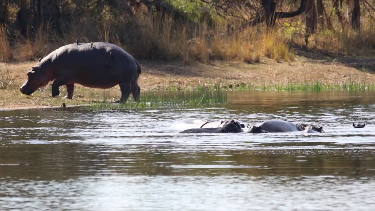 Opptak av en stor voksen flodhest i en naturlig innsjø i en nasjonalpark i Sør-Afrika