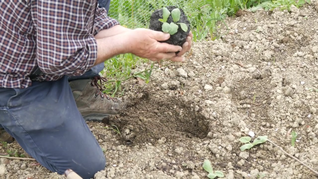 Una persona pianta una giovane piantina nel terreno coltivato usando una paletta a mano, accanto a una pianta in vaso in un orto, illustrando la piantagione manuale, primo piano statico.