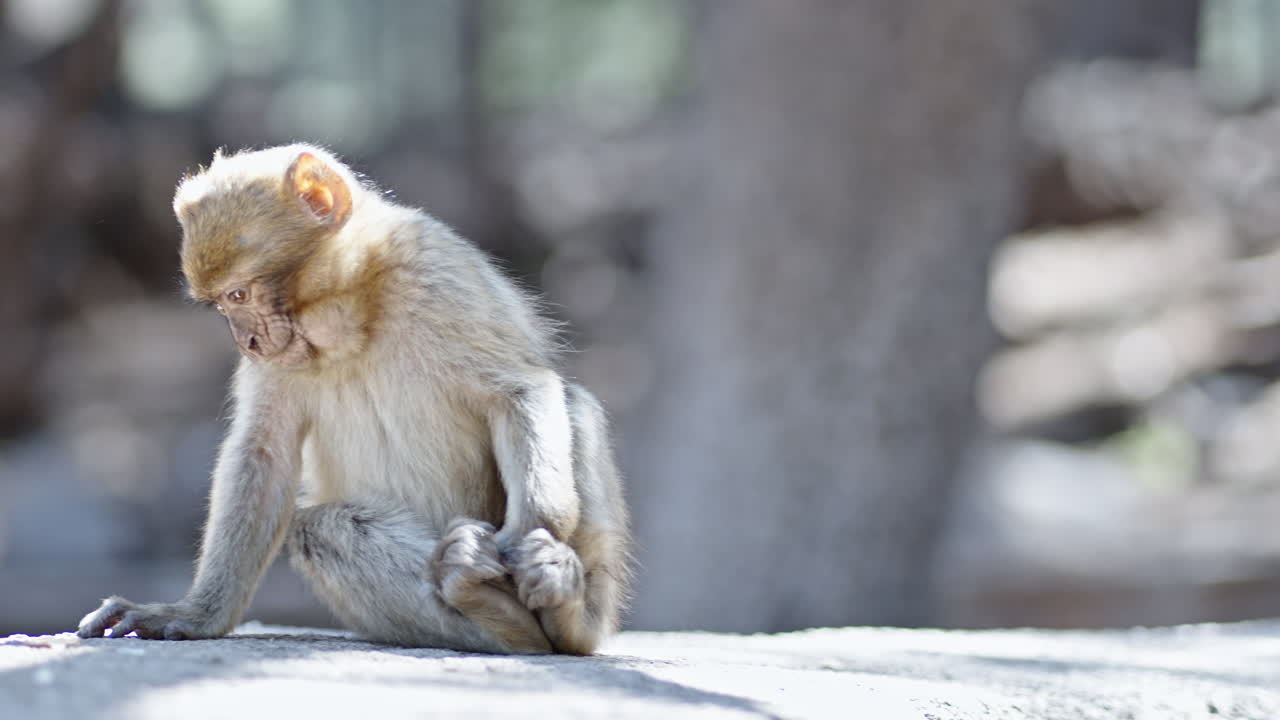Adorable Baby Barbary Macaque Sitting on a Rock