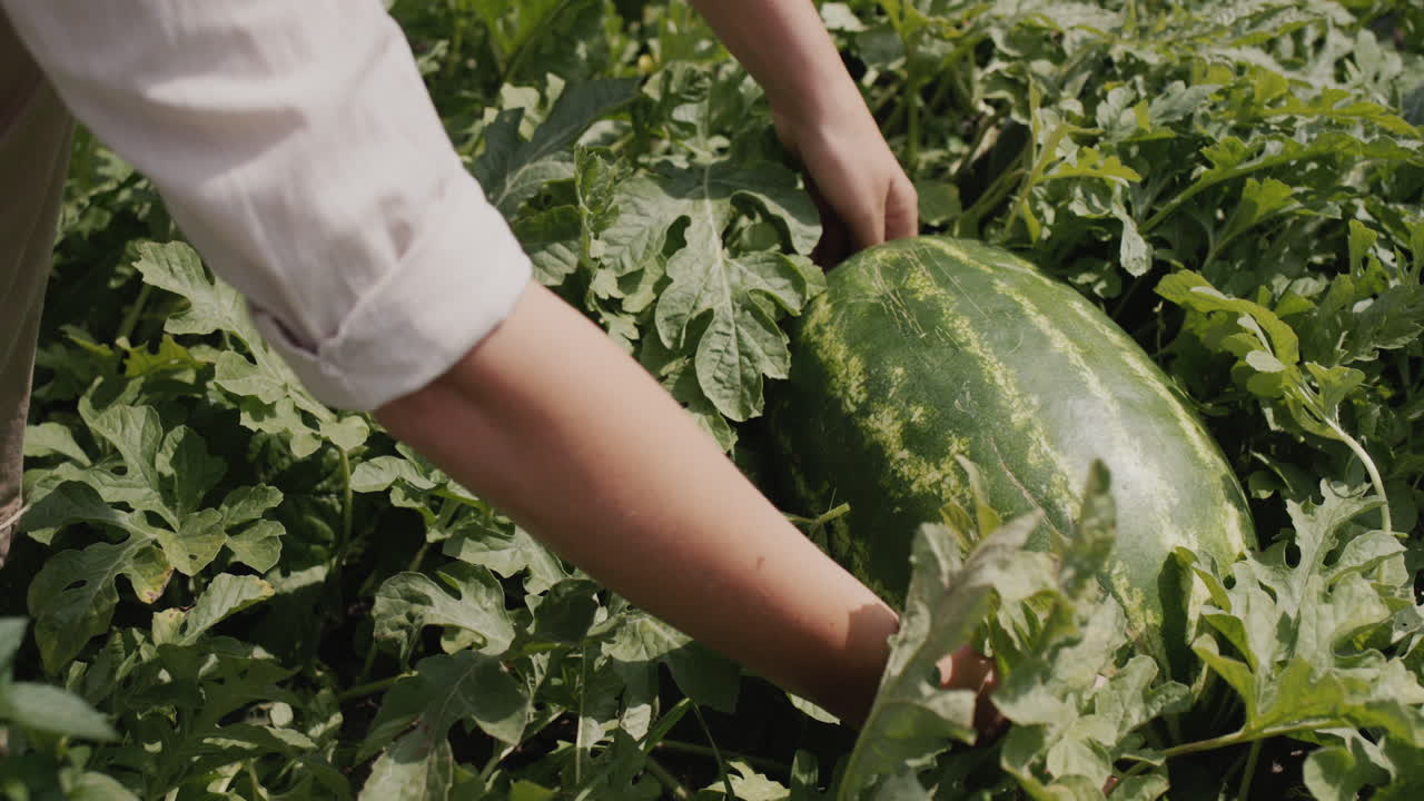 The farmer picks a large watermelon. Harvesting in a farmer's field