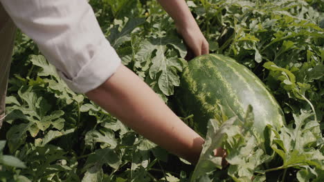 the farmer picks a large watermelon. harvesting in a farmer's field