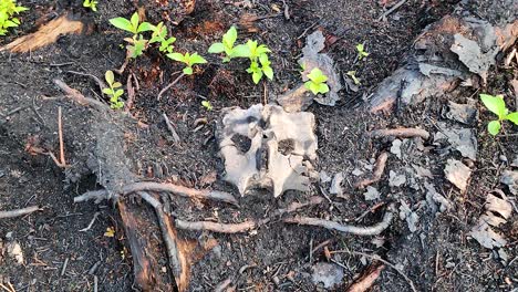 Un-Trozo-De-Restos-Esqueléticos-Fracturados-Encontrados-En-Una-Zona-Boscosa-En-El-Suelo-Con-Materiales-Forestales-En-Descomposición-Causados-Por-Un-Incendio-Forestal-En-El-Bosque-De-Sudbury,-Ontario,-Canadá