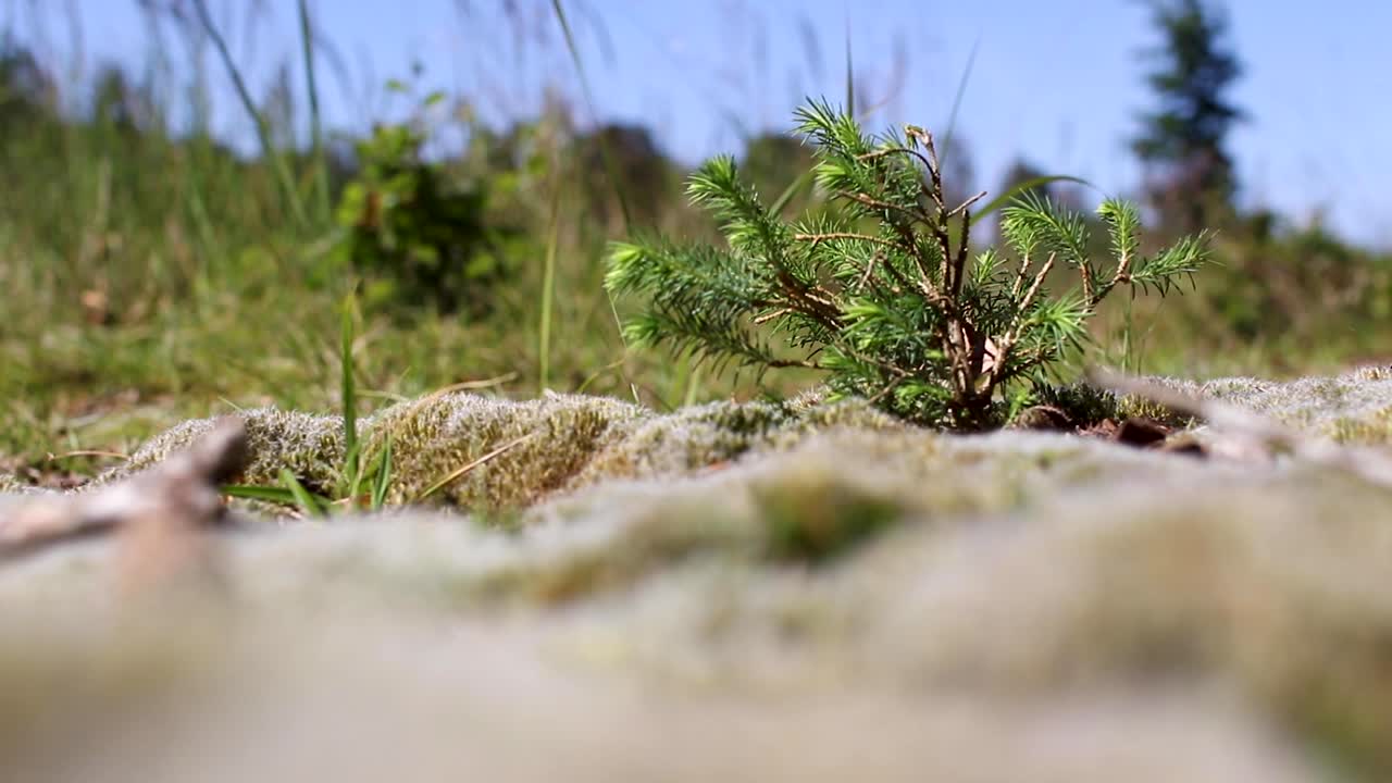 pequeño pino meciéndose en el desierto ventoso mirando el campo de hierba