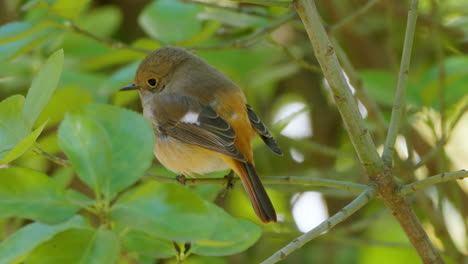 Daurian-Redstart-Female-Chick-On-Bush-Twig-Rear-View-Detailed