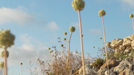 Allium-polyanthum-Schultes-et-Schultes-flowers-endemic-to-Spain,dry-and-rocky-environment,-island-of-Menorca-in-the-Balearic-Islands