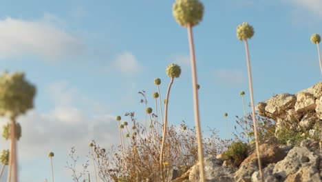 allium polyanthum schultes et schultes flores endémicas de españa, ambiente seco y rocoso, isla de menorca en las islas baleares