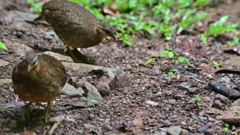 Two-individuals-foraging-one-goes-to-the-left-while-the-other-moves-towards-the-right,-Scaly-breasted-Partridge-Tropicoperdix-chloropus,-Thailand