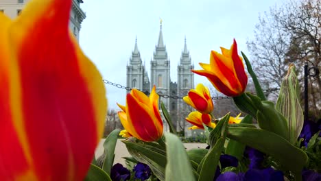 salt lake temple for the church of jesus christ of latter-day saints in the spring time with beautiful flowers adorning its temple grounds