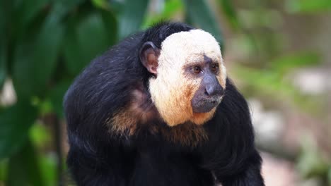 Wild-arboreal-creature-male-white-faced-saki-monkey