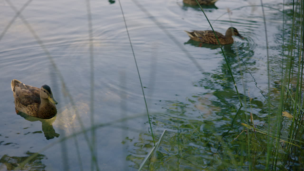 스페인 카탈로니아에 있는 바니올스 호수