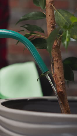 woman in red shirt waters potted ficus tree from plastic can at home closeup. taking care of plant in domestic garden. hydration of houseplants