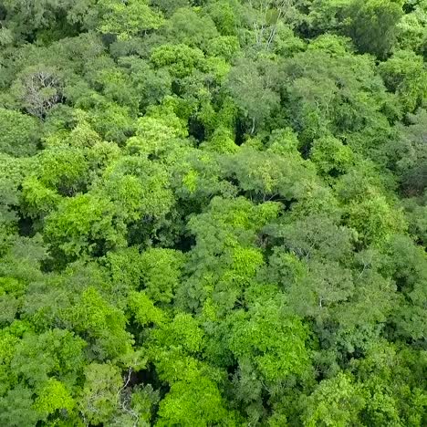 An-aerial-over-generic-rainforest-or-jungle