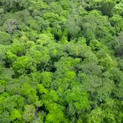 una antena sobre selva tropical o jungla genérica
