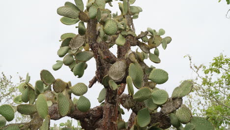 vista de opuntia galapageia, especies endémicas de cactus que se encuentran en galápagos