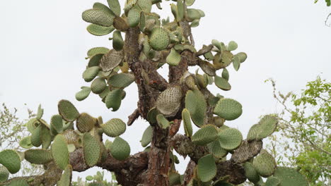 view of opuntia galapageia, endemic cactus species found in galapagos