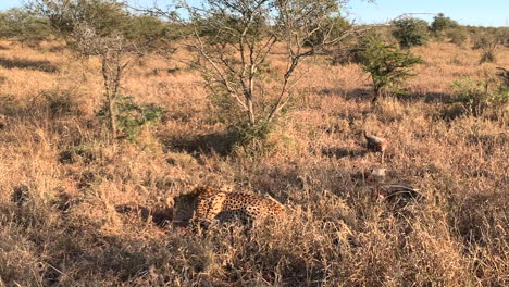 la luz dorada de la tarde revela guepardo y lindos cachorros en el cadáver del antílope