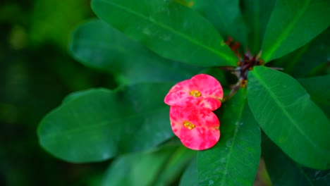 Blume-Im-Garten-Strahlte-In-Der-Sonne-56