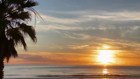 panoramic view palm trees at golden sunset in ocean