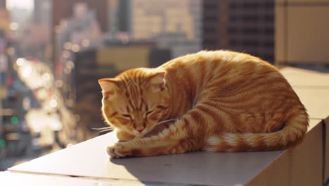 a serene ginger cat relaxing on a sunny urban balcony, blissfully enjoying the warmth and scenic views of the cityscape below, capturing a moment of peacefulness.