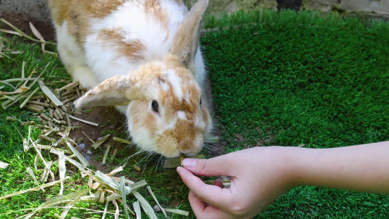Foto grandangolare di una persona che nutre con la mano un coniglio marrone e bianco su erba artificiale