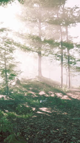 sunbeams through fog in a misty forest