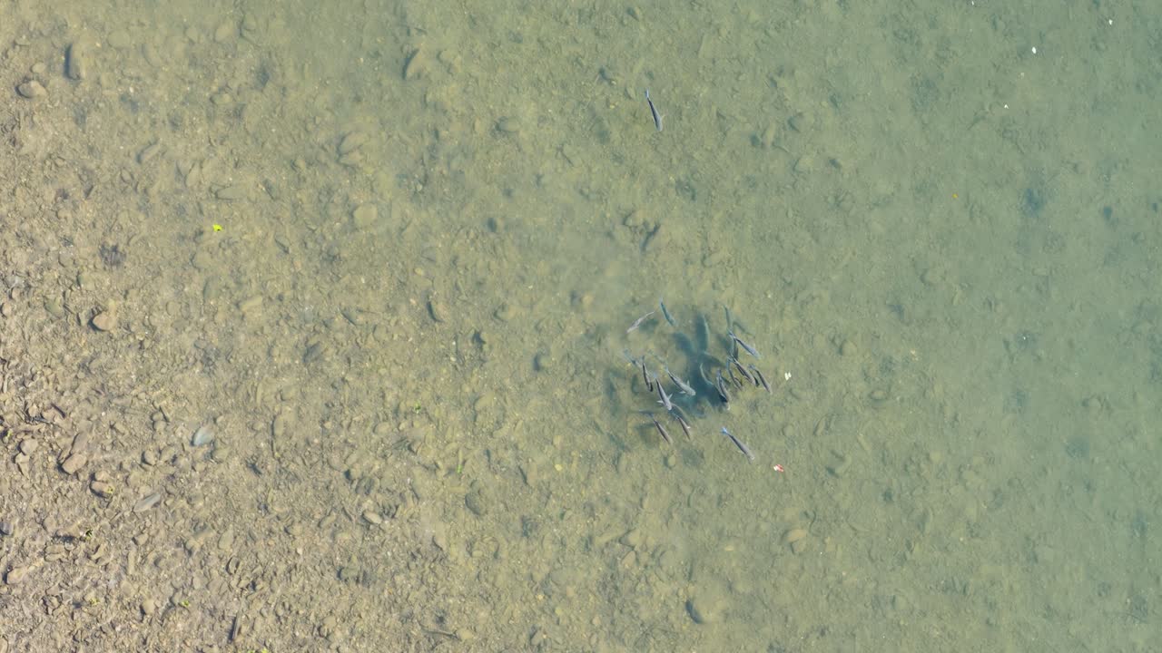 Aerial view of mullet fish schooling in clear, shallow waters of a tropical estuary in Port Douglas, Australia