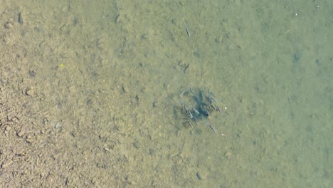 aerial view of mullet fish schooling in clear, shallow waters of a tropical estuary in port douglas, australia