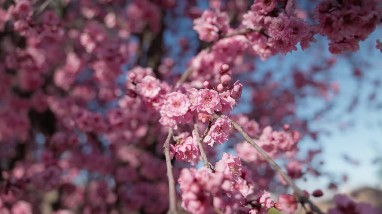 Slow-motion close-up of plum blossom flowers glowing in natural sunlight