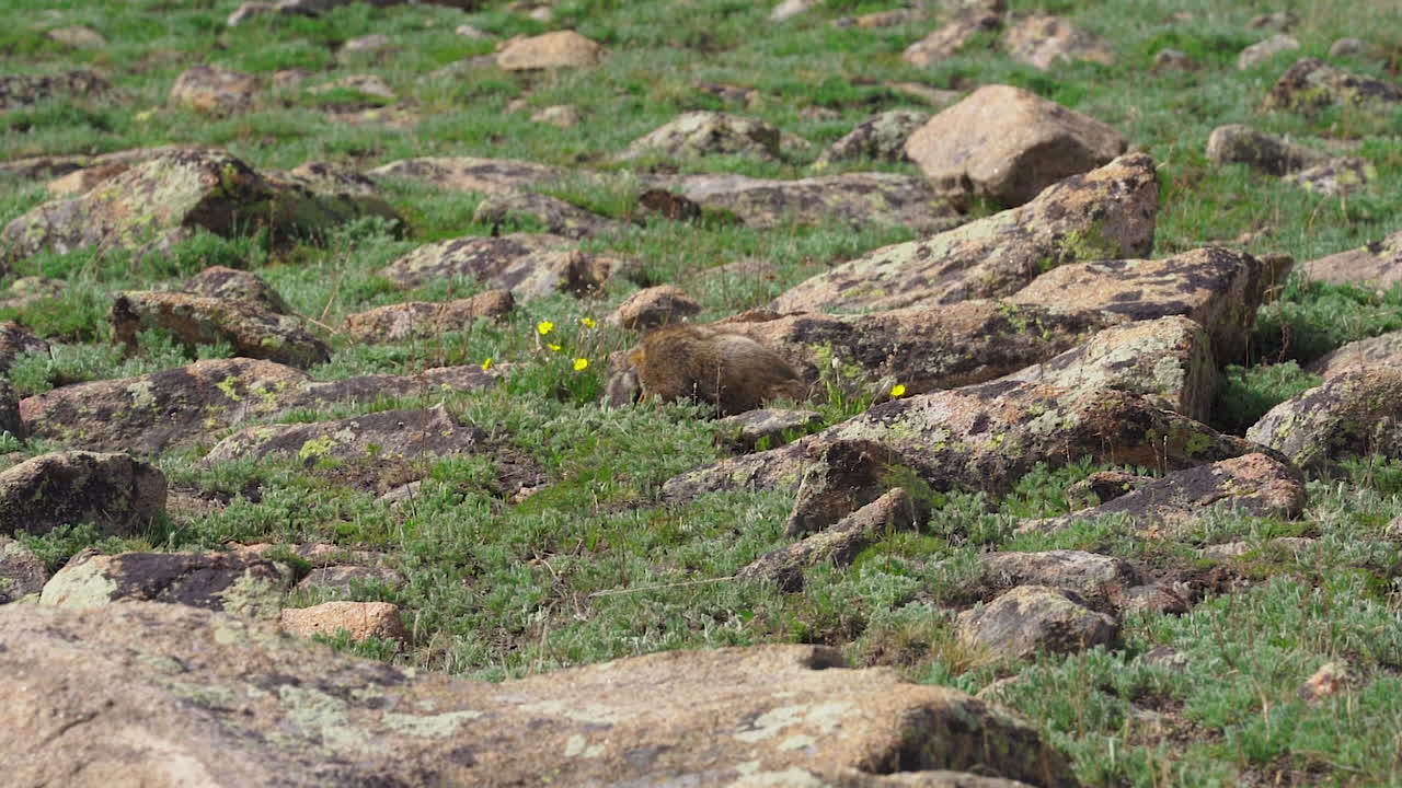 marmotas en cámara lenta jugando