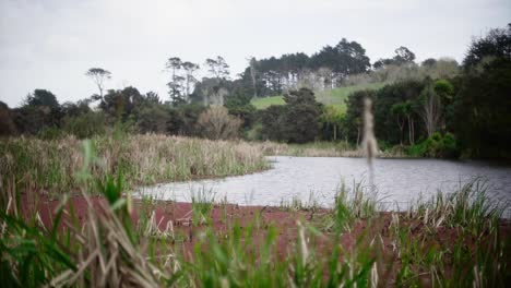 plano general de la naturaleza con bosque de estanques