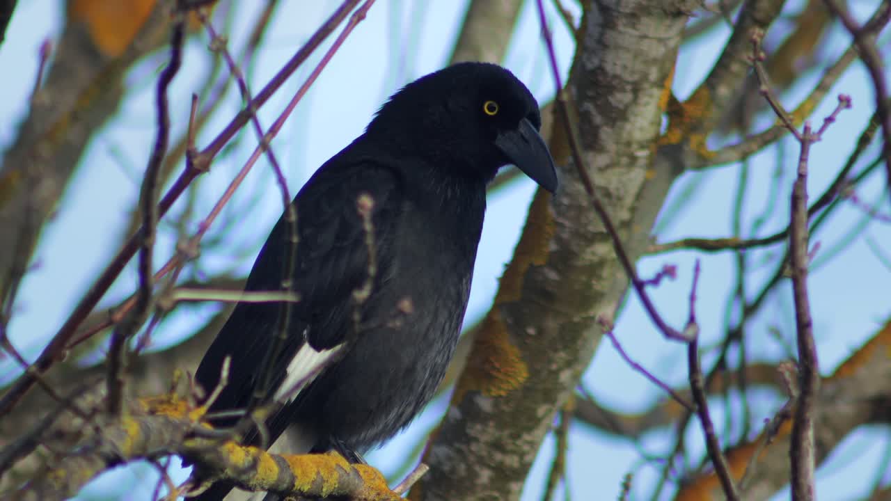 Black Bird Perched on a Tree Branch