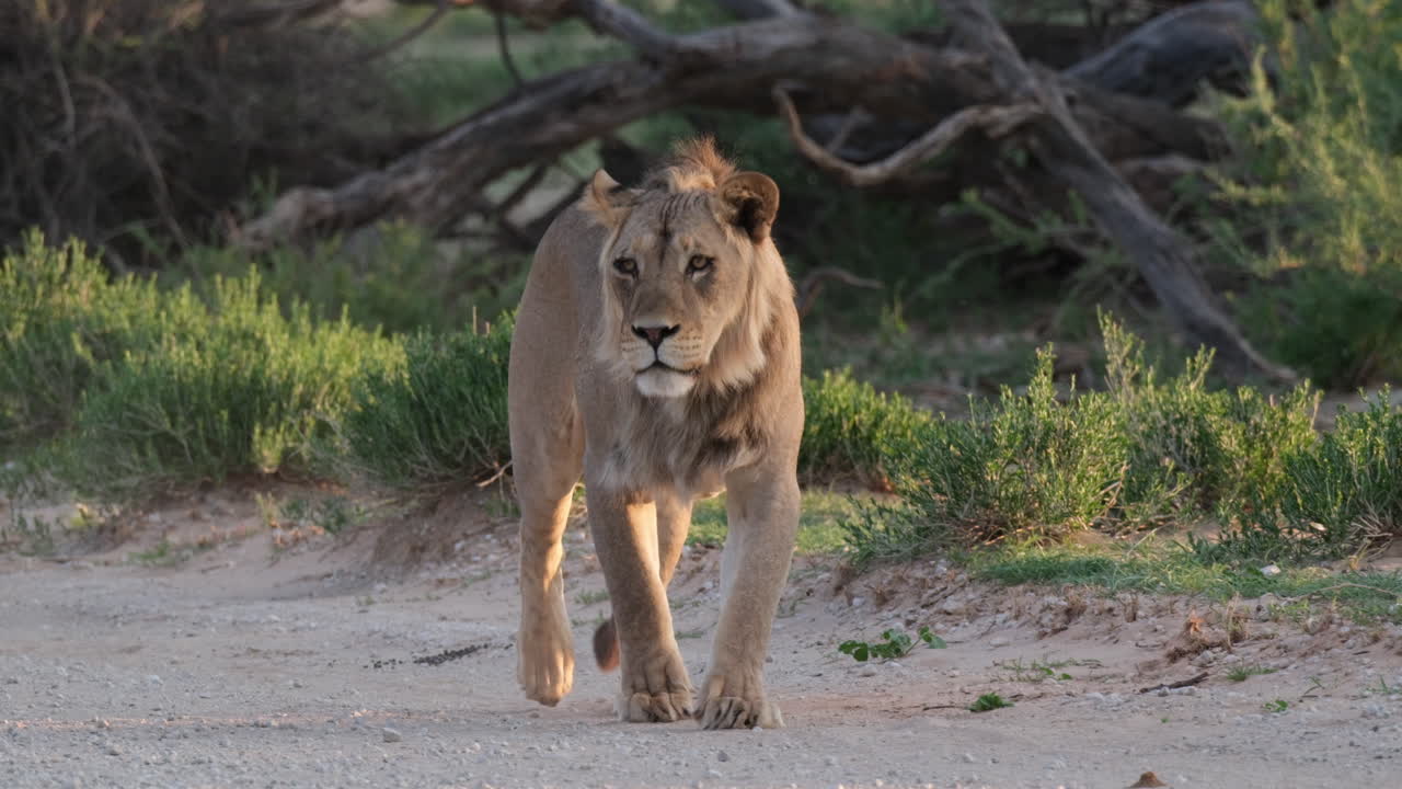 un león joven caminando por la sabana africana de cerca