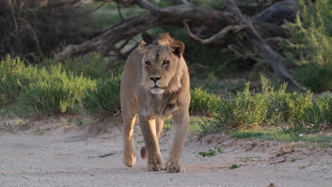 Junger-Löwe-Zu-Fuß-In-Der-Afrikanischen-Savanne---Nahaufnahme