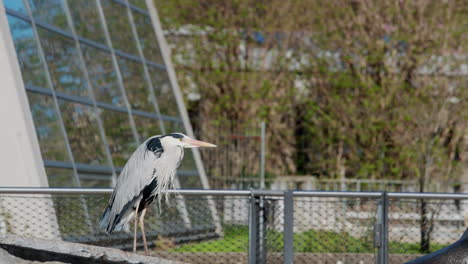 grey heron waiting to be fed in the seal enclosure at the zoo to take fish