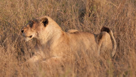 león africano salvaje descansando en la hierba al atardecer - de cerca